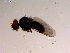  ( - 10PROBE-15617)  @13 [ ] CreativeCommons - Attribution (2011) CBG Photography Group Centre for Biodiversity Genomics