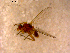  ( - 10PROBE-15631)  @12 [ ] CreativeCommons - Attribution (2011) CBG Photography Group Centre for Biodiversity Genomics