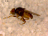  ( - 10PROBE-15638)  @13 [ ] CreativeCommons - Attribution (2011) CBG Photography Group Centre for Biodiversity Genomics