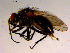 ( - 10PROBE-15718)  @13 [ ] CreativeCommons - Attribution (2011) CBG Photography Group Centre for Biodiversity Genomics