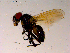  ( - 10PROBE-15728)  @13 [ ] CreativeCommons - Attribution (2011) CBG Photography Group Centre for Biodiversity Genomics