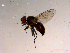  ( - 10PROBE-15790)  @13 [ ] CreativeCommons - Attribution (2011) CBG Photography Group Centre for Biodiversity Genomics