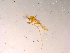  ( - 10PROBE-15814)  @12 [ ] CreativeCommons - Attribution (2011) CBG Photography Group Centre for Biodiversity Genomics