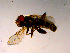  ( - 10PROBE-15840)  @12 [ ] CreativeCommons - Attribution (2011) CBG Photography Group Centre for Biodiversity Genomics