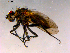  ( - 10PROBE-15861)  @13 [ ] CreativeCommons - Attribution (2011) CBG Photography Group Centre for Biodiversity Genomics