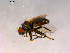  ( - 10PROBE-15873)  @13 [ ] CreativeCommons - Attribution (2011) CBG Photography Group Centre for Biodiversity Genomics