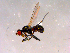  ( - 10PROBE-15877)  @13 [ ] CreativeCommons - Attribution (2011) CBG Photography Group Centre for Biodiversity Genomics
