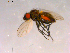  ( - 10PROBE-15926)  @12 [ ] CreativeCommons - Attribution (2011) CBG Photography Group Centre for Biodiversity Genomics