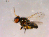  ( - 10PROBE-15928)  @13 [ ] CreativeCommons - Attribution (2011) CBG Photography Group Centre for Biodiversity Genomics
