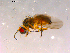  ( - 10PROBE-15931)  @13 [ ] CreativeCommons - Attribution (2011) CBG Photography Group Centre for Biodiversity Genomics
