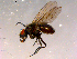  ( - 10PROBE-15933)  @13 [ ] CreativeCommons - Attribution (2011) CBG Photography Group Centre for Biodiversity Genomics