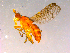  ( - 10PROBE-15985)  @12 [ ] CreativeCommons - Attribution (2011) CBG Photography Group Centre for Biodiversity Genomics
