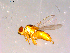  (Chlorops sp. TAW5 - 10PROBE-15995)  @13 [ ] CreativeCommons - Attribution (2011) CBG Photography Group Centre for Biodiversity Genomics