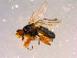  ( - 10PROBE-16013)  @14 [ ] CreativeCommons - Attribution (2011) CBG Photography Group Centre for Biodiversity Genomics