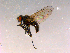  ( - 10PROBE-16025)  @13 [ ] CreativeCommons - Attribution (2011) CBG Photography Group Centre for Biodiversity Genomics