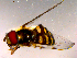 ( - 10PROBE-16084)  @13 [ ] CreativeCommons - Attribution (2011) CBG Photography Group Centre for Biodiversity Genomics