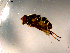  ( - 10PROBE-16085)  @12 [ ] CreativeCommons - Attribution (2011) CBG Photography Group Centre for Biodiversity Genomics