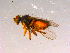  ( - 10PROBE-16087)  @13 [ ] CreativeCommons - Attribution (2011) CBG Photography Group Centre for Biodiversity Genomics