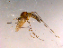  ( - 10PROBE-16113)  @14 [ ] CreativeCommons - Attribution (2011) CBG Photography Group Centre for Biodiversity Genomics