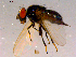  (Lonchaea sp. TAW5 - 10PROBE-16146)  @13 [ ] CreativeCommons - Attribution (2011) CBG Photography Group Centre for Biodiversity Genomics