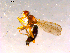  ( - 10PROBE-16178)  @12 [ ] CreativeCommons - Attribution (2011) CBG Photography Group Centre for Biodiversity Genomics