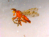  ( - 10PROBE-16199)  @13 [ ] CreativeCommons - Attribution (2011) CBG Photography Group Centre for Biodiversity Genomics