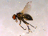  ( - 10PROBE-16222)  @13 [ ] CreativeCommons - Attribution (2011) CBG Photography Group Centre for Biodiversity Genomics