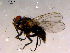  ( - 10PROBE-16229)  @13 [ ] CreativeCommons - Attribution (2011) CBG Photography Group Centre for Biodiversity Genomics