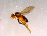  ( - 10PROBE-16256)  @12 [ ] CreativeCommons - Attribution (2011) CBG Photography Group Centre for Biodiversity Genomics