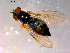 ( - 10PROBE-16352)  @13 [ ] CreativeCommons - Attribution (2011) CBG Photography Group Centre for Biodiversity Genomics