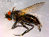  ( - 10PROBE-16368)  @12 [ ] CreativeCommons - Attribution (2011) CBG Photography Group Centre for Biodiversity Genomics