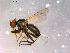  ( - 10PROBE-16373)  @13 [ ] CreativeCommons - Attribution (2011) CBG Photography Group Centre for Biodiversity Genomics