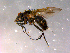  ( - 10PROBE-16374)  @13 [ ] CreativeCommons - Attribution (2011) CBG Photography Group Centre for Biodiversity Genomics