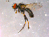  ( - 10PROBE-16381)  @13 [ ] CreativeCommons - Attribution (2011) CBG Photography Group Centre for Biodiversity Genomics
