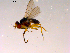  (Pteromicra nr. angustipennis - 10PROBE-16455)  @13 [ ] CreativeCommons - Attribution (2011) CBG Photography Group Centre for Biodiversity Genomics