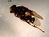  ( - 10PROBE-16489)  @12 [ ] CreativeCommons - Attribution (2011) CBG Photography Group Centre for Biodiversity Genomics