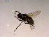  ( - 10PROBE-16521)  @12 [ ] CreativeCommons - Attribution (2011) CBG Photography Group Centre for Biodiversity Genomics