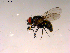  ( - 10PROBE-16522)  @13 [ ] CreativeCommons - Attribution (2011) CBG Photography Group Centre for Biodiversity Genomics