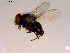  ( - 10PROBE-16530)  @12 [ ] CreativeCommons - Attribution (2011) CBG Photography Group Centre for Biodiversity Genomics