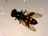  ( - 10PROBE-16561)  @12 [ ] CreativeCommons - Attribution (2011) CBG Photography Group Centre for Biodiversity Genomics