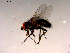  ( - 10PROBE-16574)  @12 [ ] CreativeCommons - Attribution (2011) CBG Photography Group Centre for Biodiversity Genomics