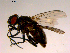  ( - 10PROBE-16621)  @13 [ ] CreativeCommons - Attribution (2011) CBG Photography Group Centre for Biodiversity Genomics