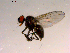  ( - 10PROBE-16651)  @12 [ ] CreativeCommons - Attribution (2011) CBG Photography Group Centre for Biodiversity Genomics