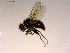 ( - 10PROBE-16658)  @13 [ ] CreativeCommons - Attribution (2011) CBG Photography Group Centre for Biodiversity Genomics
