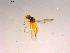  ( - 10PROBE-16712)  @12 [ ] CreativeCommons - Attribution (2011) CBG Photography Group Centre for Biodiversity Genomics