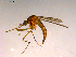  ( - 10PROBE-16734)  @13 [ ] CreativeCommons - Attribution (2011) CBG Photography Group Centre for Biodiversity Genomics