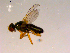  ( - 10PROBE-16806)  @13 [ ] CreativeCommons - Attribution (2011) CBG Photography Group Centre for Biodiversity Genomics