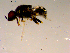  ( - 10PROBE-16831)  @12 [ ] CreativeCommons - Attribution (2011) CBG Photography Group Centre for Biodiversity Genomics