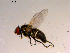  ( - 10PROBE-16887)  @13 [ ] CreativeCommons - Attribution (2011) CBG Photography Group Centre for Biodiversity Genomics