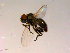  ( - 10PROBE-16890)  @13 [ ] CreativeCommons - Attribution (2011) CBG Photography Group Centre for Biodiversity Genomics